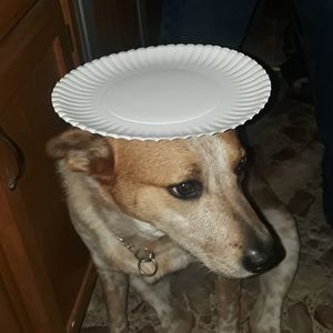 Meet your Posher, Dianna